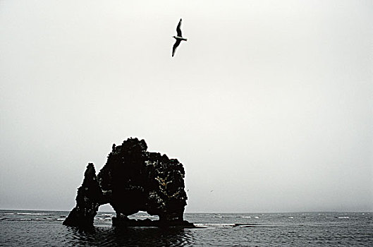 海鸥,飞跃,石头
