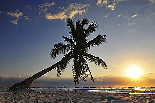 海滩,日落,棕榈树,里维埃拉,玛雅,墨西哥