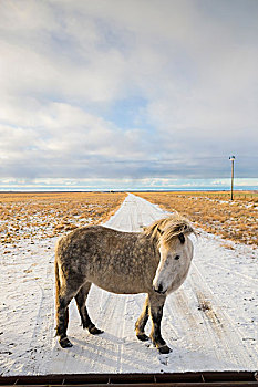 小马,积雪,地点,冰岛