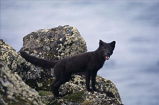 北极狐,普里比洛夫群岛,阿拉斯加,美国