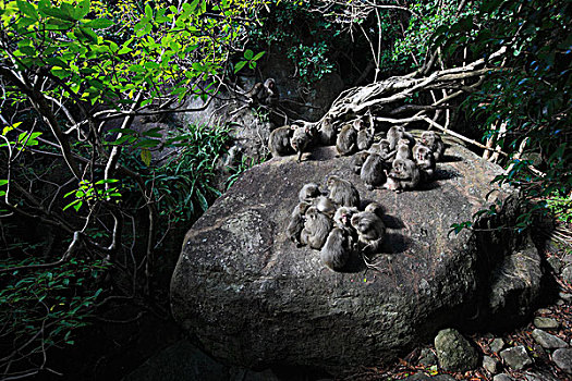 日本猕猴,雪猴,军队,沿岸,树林,岛屿,日本
