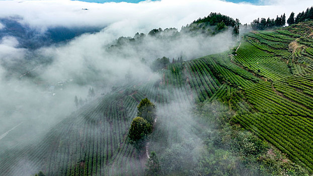 重庆酉阳,秋雾润茶园,来年茶更香