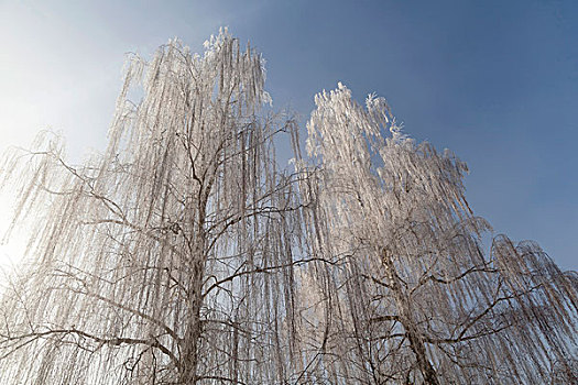 桦树,白霜