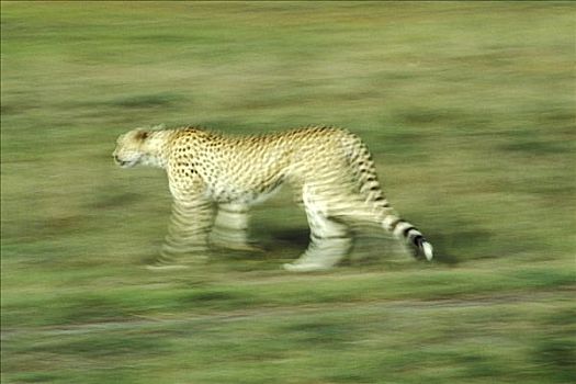 跑,印度豹,猎豹,马赛马拉,肯尼亚