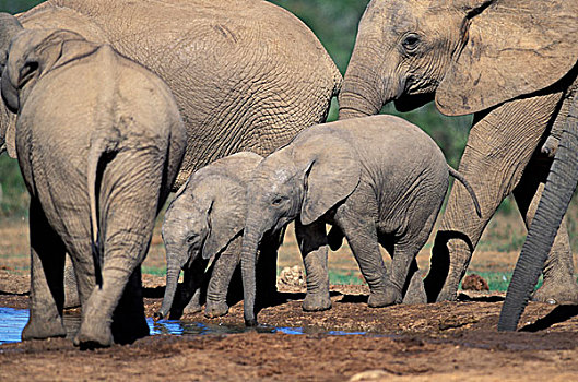 非洲,南非,阿多大象国家公园,小象,水潭
