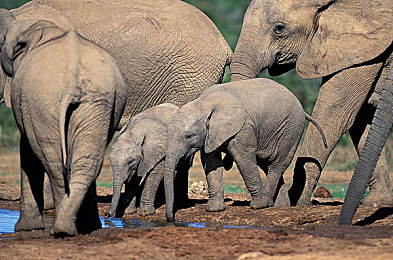 阿多大象国家公园图片
