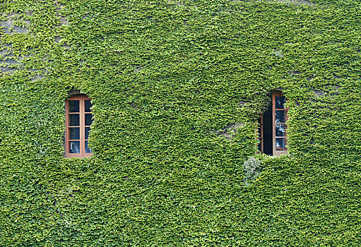 窗户,绿色,常春藤,巴塞罗那,西班牙