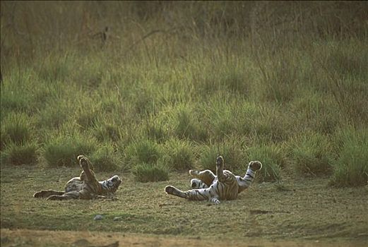 孟加拉虎,虎,草,伦滕波尔国家公园,印度