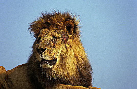 非洲狮,狮子,受伤,争斗,马赛马拉,公园,肯尼亚