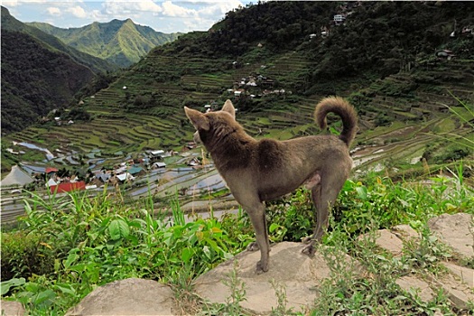 狗,联合国教科文组织,稻米梯田,巴塔德,菲律宾