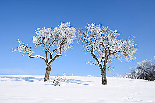 冷冻水果,树,晴天,冬天,普拉蒂纳特,巴伐利亚,德国
