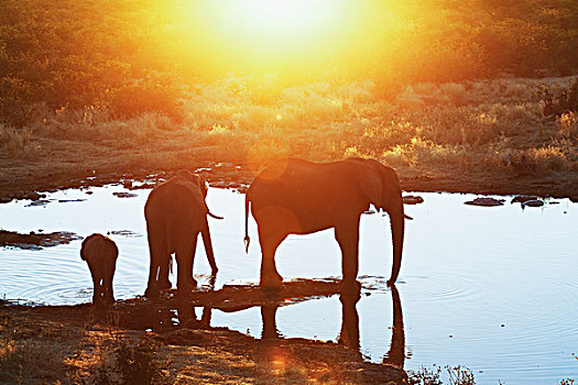 剪影,非洲象,水潭,埃托沙国家公园,纳米比亚