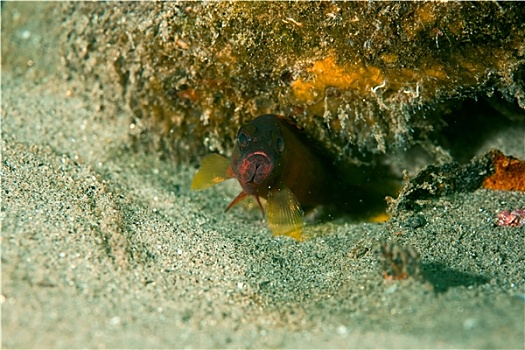 石斑鱼