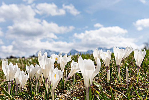 白色,藏红花,番红花属,盛开,东方,阿尔卑斯山,德国,巴伐利亚,大幅,尺寸
