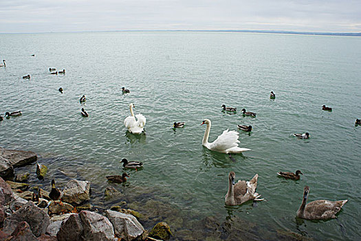 匈牙利,巴拉顿湖,天鹅