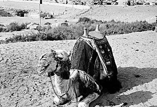 埃及,吉萨金字塔,骆驼,坐,沙子