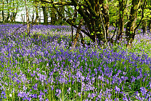 花,普通,野风信子,蓝铃花,树林,德文郡,英格兰,英国