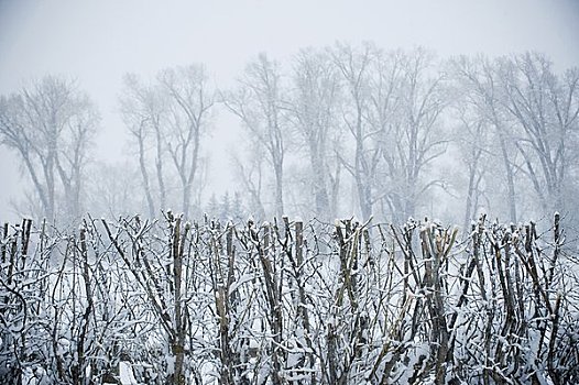 树,遮盖,雾,雪,蒙大拿,美国