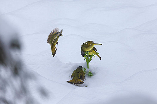 雪地栖息的绿鹦嘴鹎