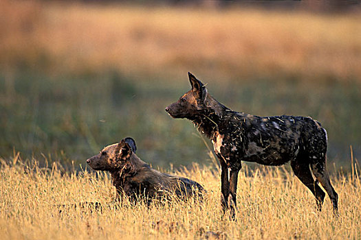 博茨瓦纳,莫雷米禁猎区,非洲野狗,非洲野犬属,卧,干草,靠近