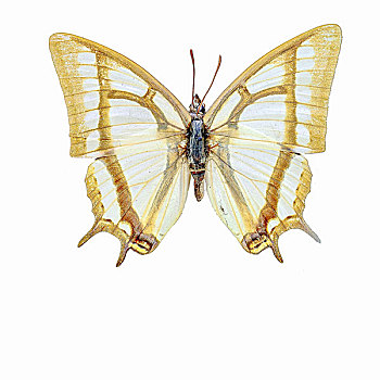 二尾蛱蝶蝴蝶标本