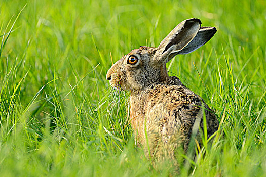 欧洲野兔,坐,草,北莱茵威斯特伐利亚,德国,欧洲
