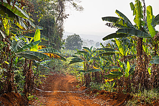 道路,香蕉,热带雨林,省,柬埔寨,亚洲