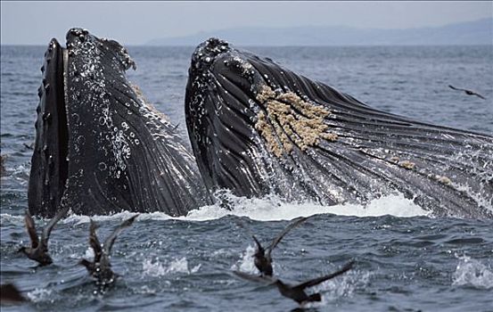 驼背鲸,大翅鲸属,鲸鱼,进食,水面,蒙特里,加利福尼亚