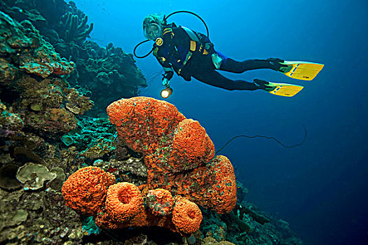 水中呼吸器,潜水,海绵,博奈尔岛,小安的列斯群岛,荷兰,安的列斯群岛,加勒比