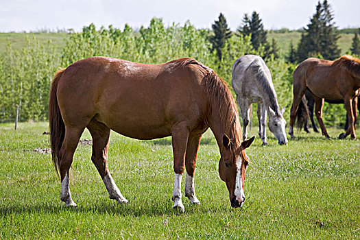三个,马,放牧,土地,树,卡尔加里,艾伯塔省,加拿大