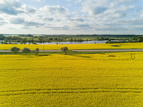 油菜籽,地点,黄色,绿色,航拍,乡村,俯视,拉脱维亚