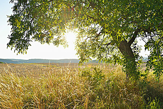 胡桃树,夏天,太阳,弗兰克尼亚,巴伐利亚,德国