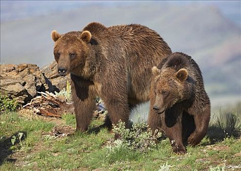 大灰熊,棕熊,母亲,1岁,幼兽,北美