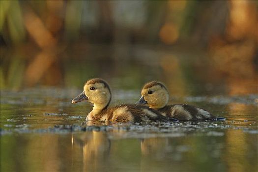 鸭子,幼禽,湿地,安那波利斯谷地,新斯科舍省,加拿大
