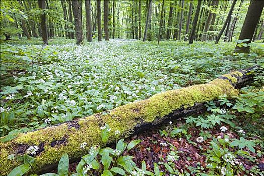 原木,遮盖,苔藓,海尼希,国家公园,图林根州,德国