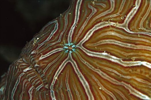 迷幻剂,襞鱼,2008年,特色,条纹图案,困难,珊瑚,印度尼西亚
