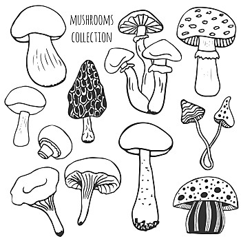 蘑菇的做法简笔画图片