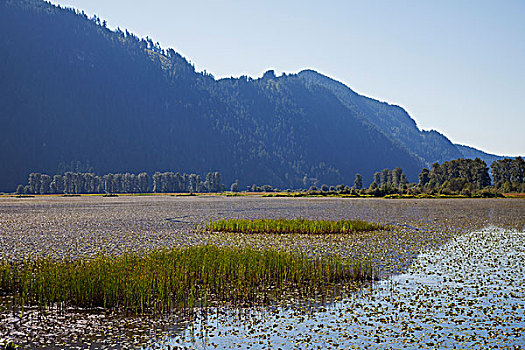 湿地,草地,不列颠哥伦比亚省,加拿大