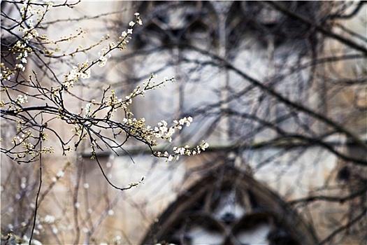春天,花,中世纪,墙壁,巴黎
