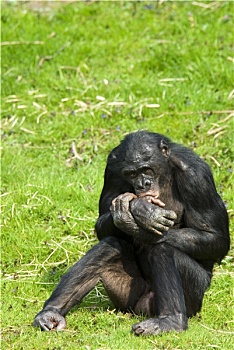倭黑猩猩,坐
