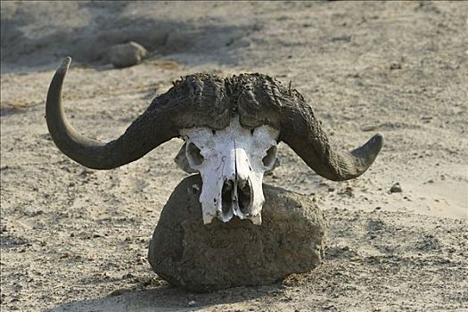 头骨,非洲水牛,南非水牛,乔贝国家公园,博茨瓦纳,非洲
