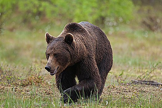 棕熊,北方,卡瑞里亚,芬兰,欧洲
