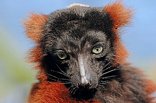 红色,狐猴,头像,马达加斯加,非洲