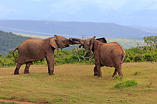 非洲象,成年,雄性,争斗,交际,动作,阿多大象国家公园,东开普省,南非,非洲