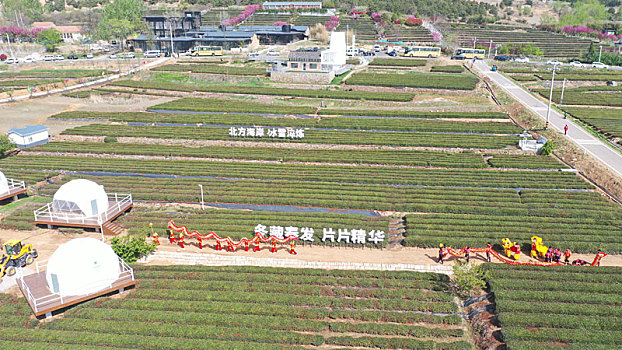 山东省日照市,海岸绿茶春季开园,各类文艺活动精彩纷呈