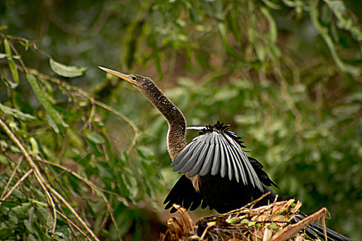 美洲蛇鸟,挨着,河,哥斯达黎加