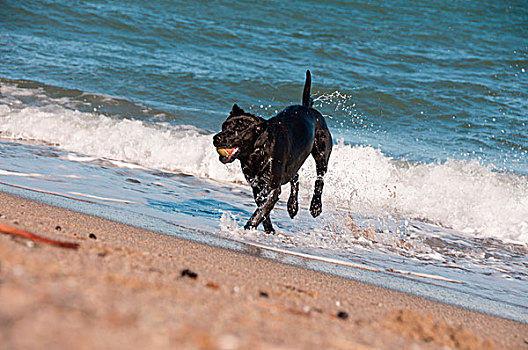 黑色,猎犬,玩,海浪