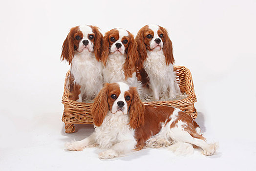 查尔斯王犬,布伦海姆,四个,母狗,坐,篮子,沙发