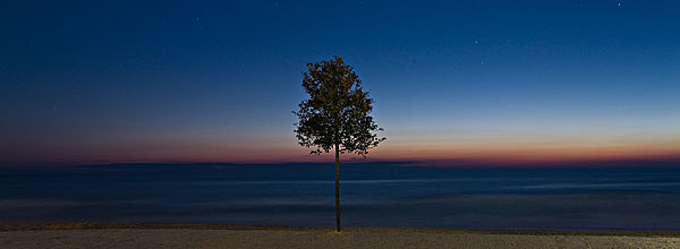 树,海滩,黄昏