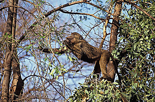 东非狒狒,成年,吃,树,马赛马拉,公园,肯尼亚